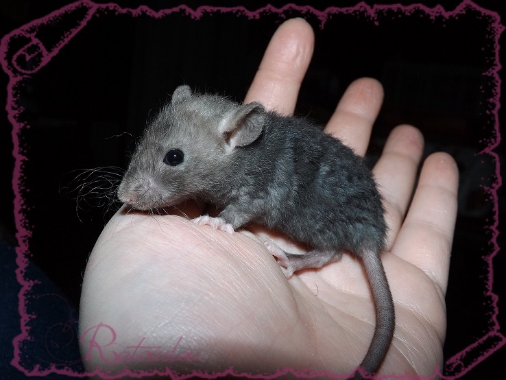 Evolution des ratons Dscf4130