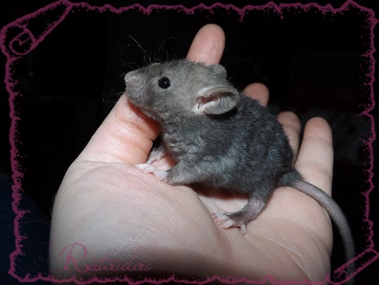 Evolution des ratons Dscf4131