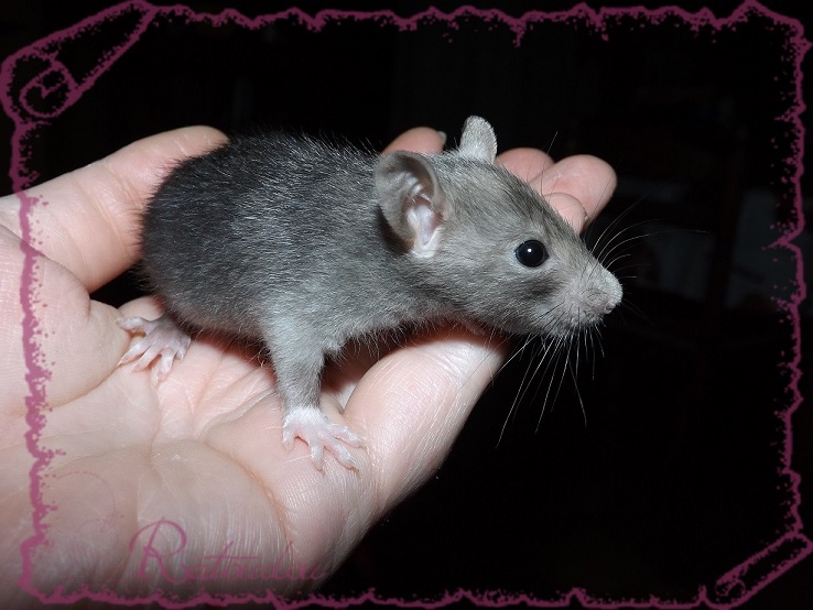 Evolution des ratons Dscf4133