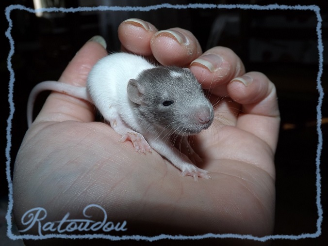 Evolution des ratons Dscf4136