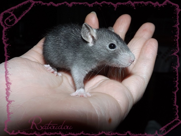 Evolution des ratons Dscf4227