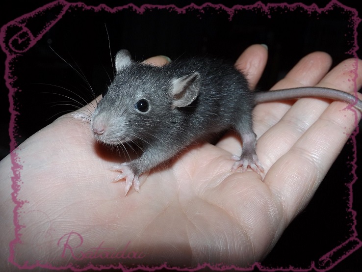 Evolution des ratons Dscf4228