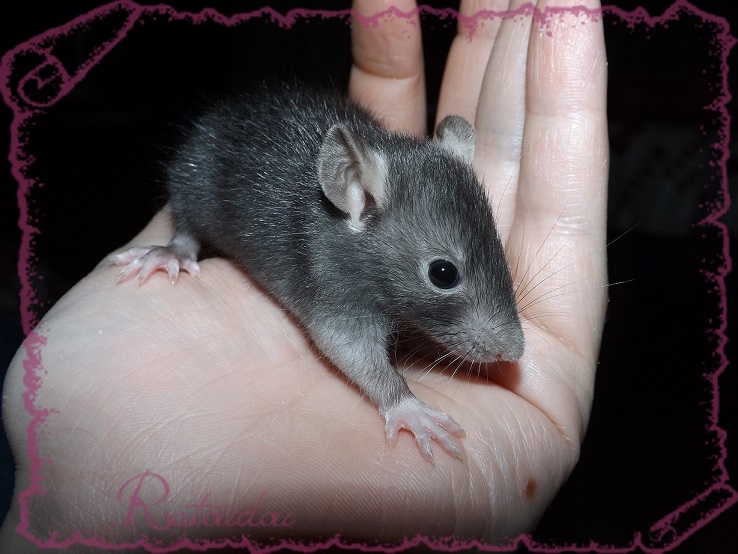 Evolution des ratons Dscf4229