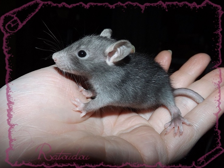 Evolution des ratons Dscf4231