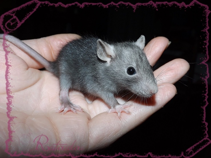 Evolution des ratons Dscf4232
