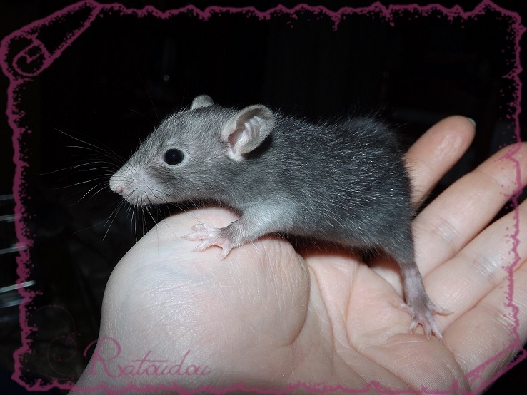 Evolution des ratons Dscf4233