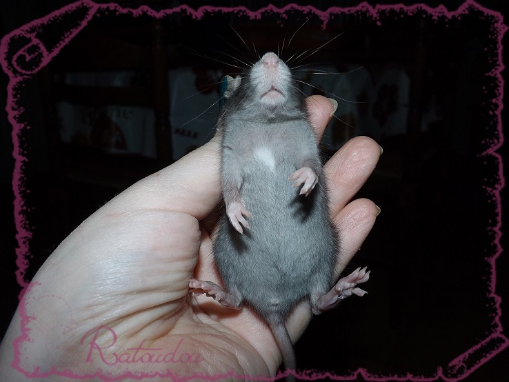 Evolution des ratons Dscf4234