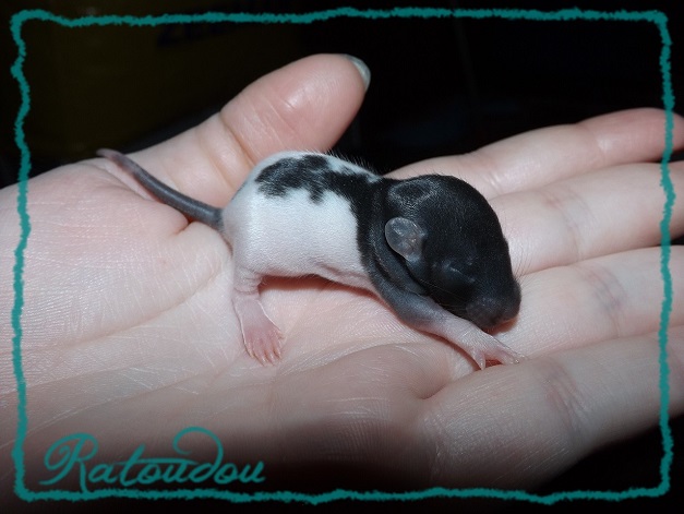 Evolution des ratons Dscf4326
