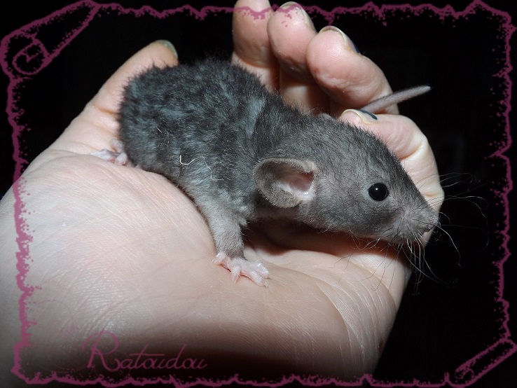 Evolution des ratons Dscf4330