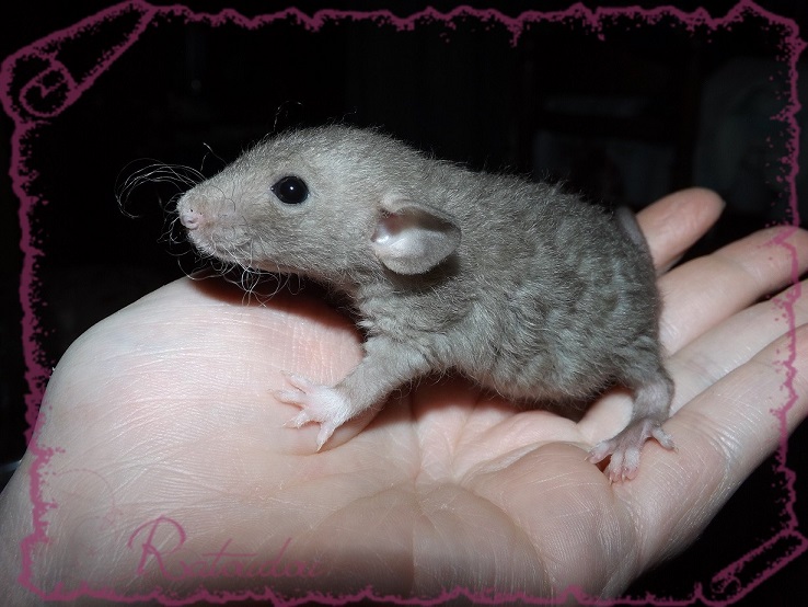 Evolution des ratons Dscf4338