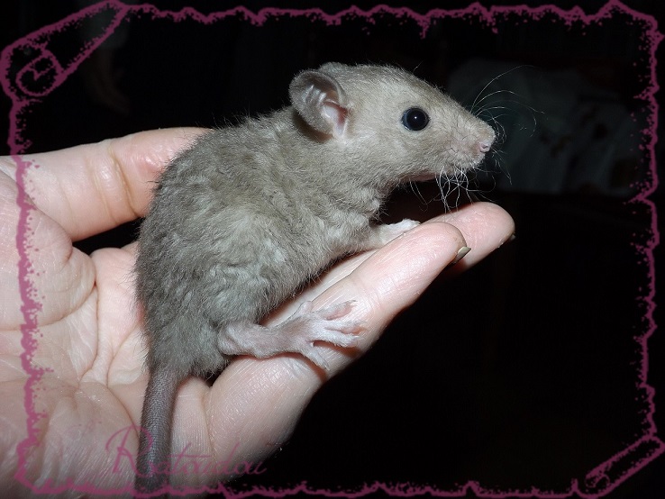 Evolution des ratons Dscf4341