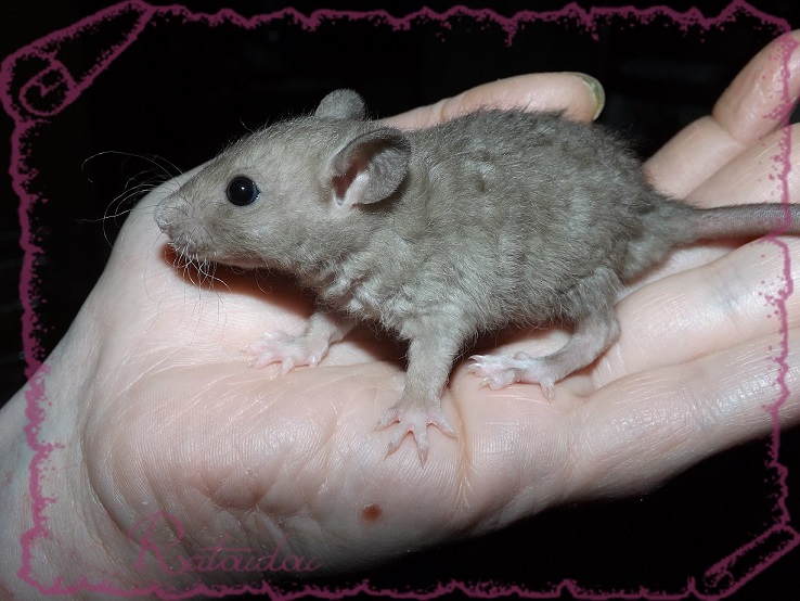 Evolution des ratons Dscf4426
