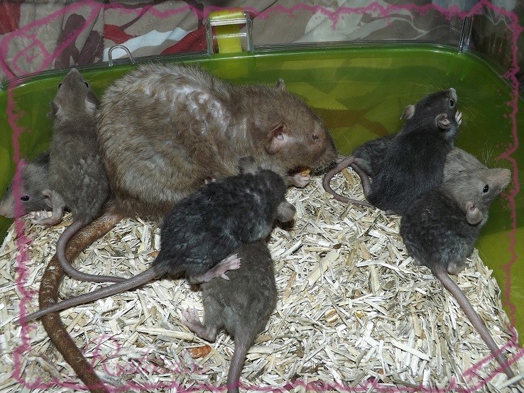 Evolution des ratons Dscf4429