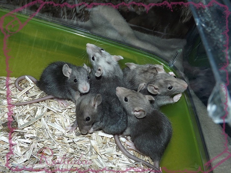 Evolution des ratons Dscf4430