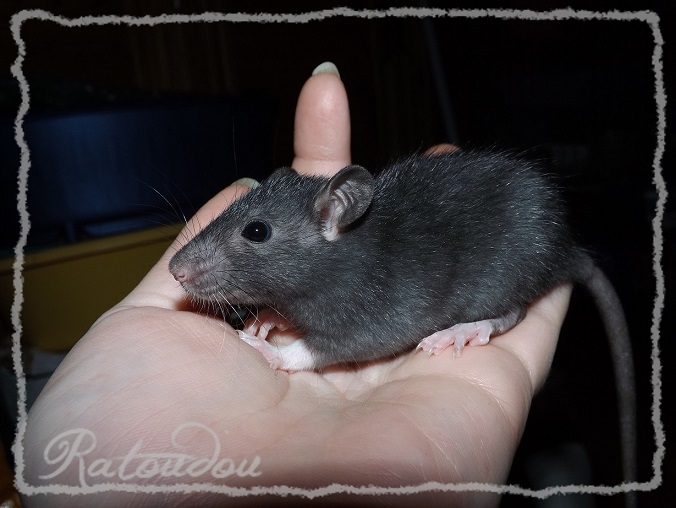 Evolution des ratons Dscf4433