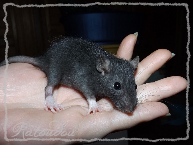 Evolution des ratons Dscf4442