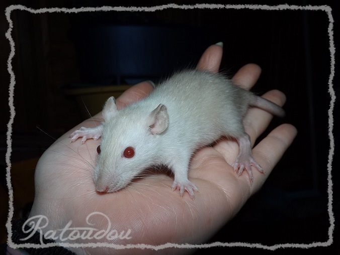 Evolution des ratons Dscf4641