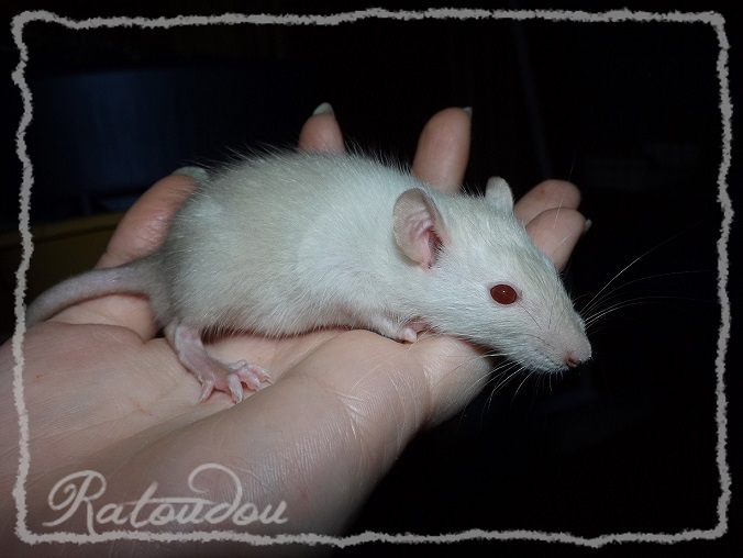 Evolution des ratons Dscf4642