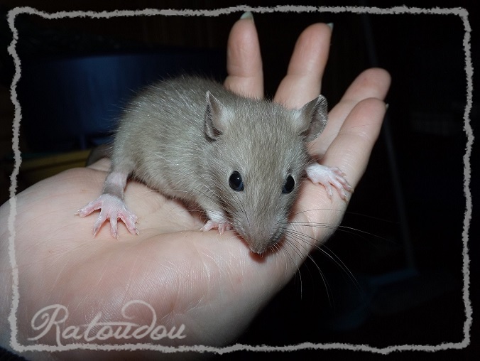 Evolution des ratons Dscf4651