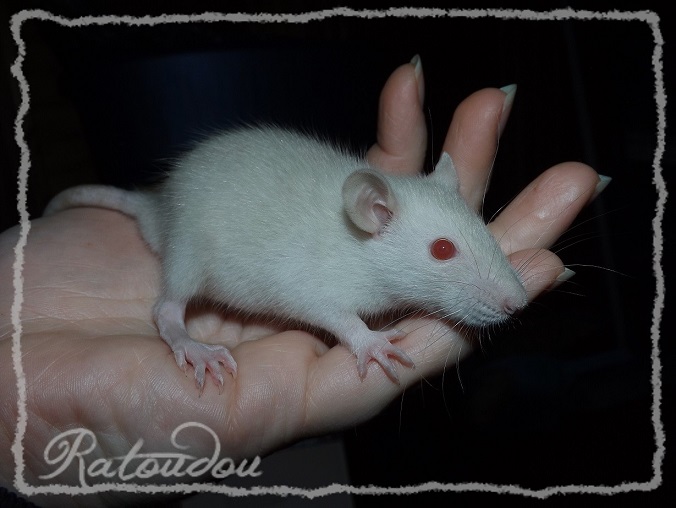 Evolution des ratons Dscf4738