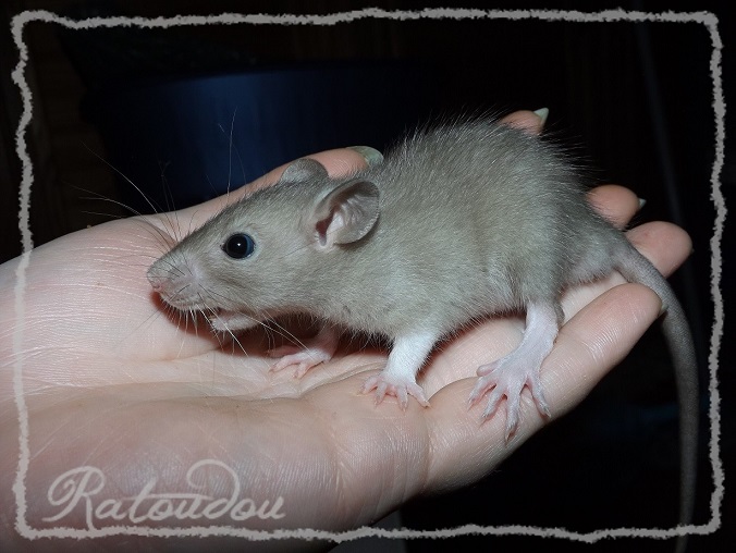 Evolution des ratons Dscf4741