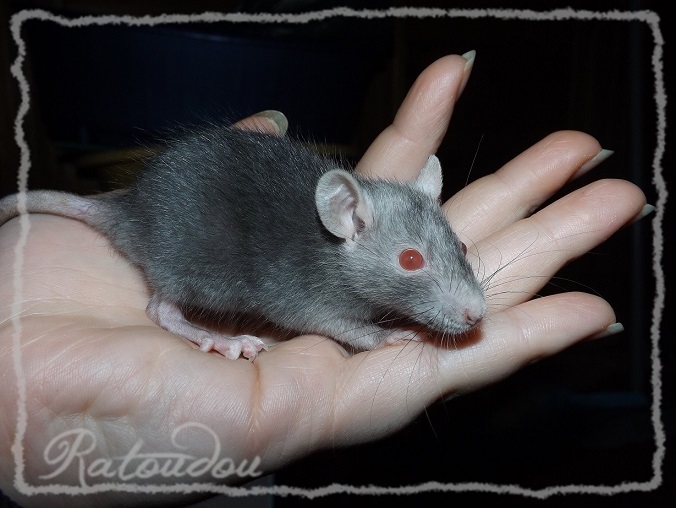 Evolution des ratons Dscf5042