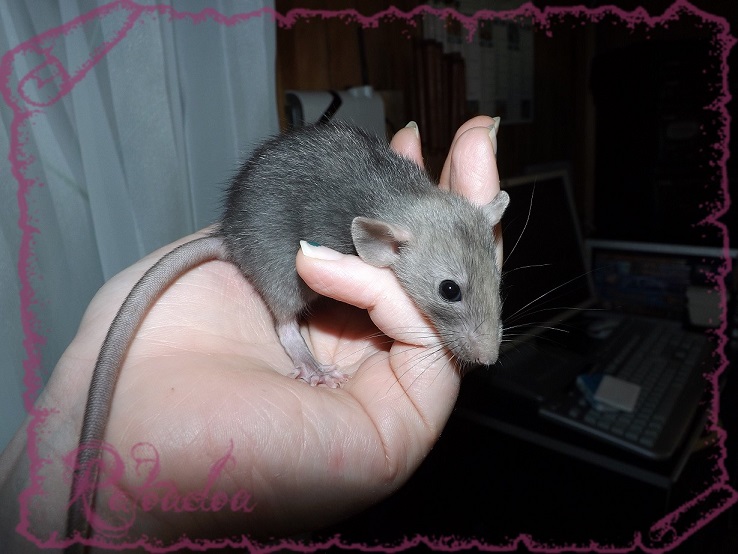Evolution des ratons Dscf5134