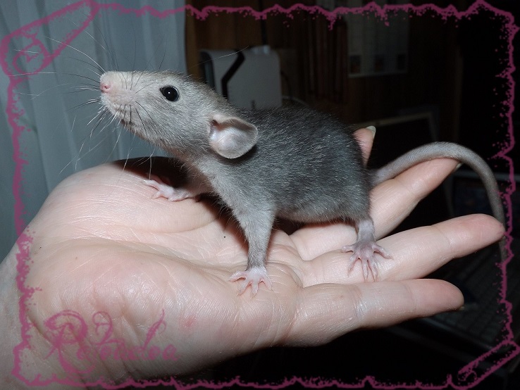 Evolution des ratons Dscf5136