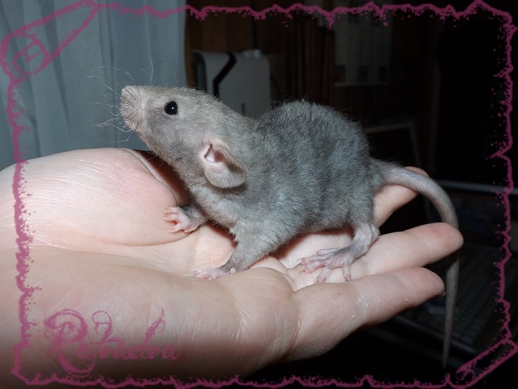 Evolution des ratons Dscf5141