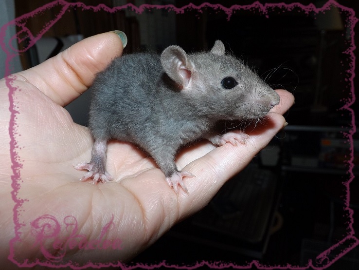 Evolution des ratons Dscf5227