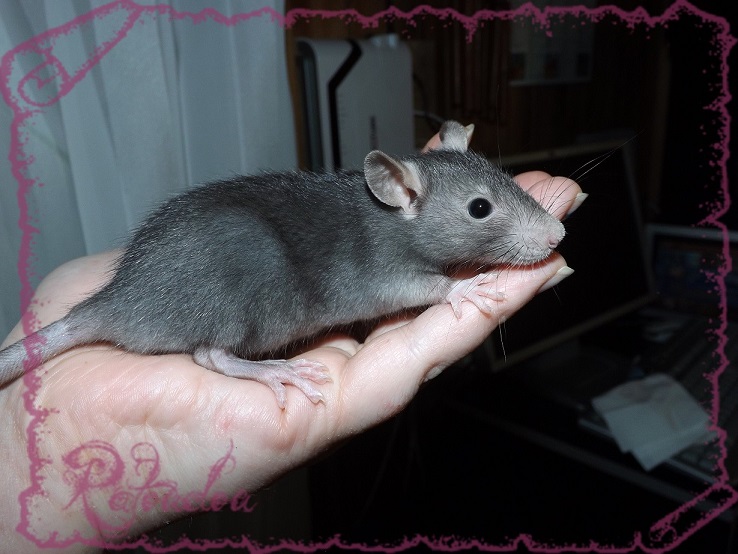 Evolution des ratons Dscf5233