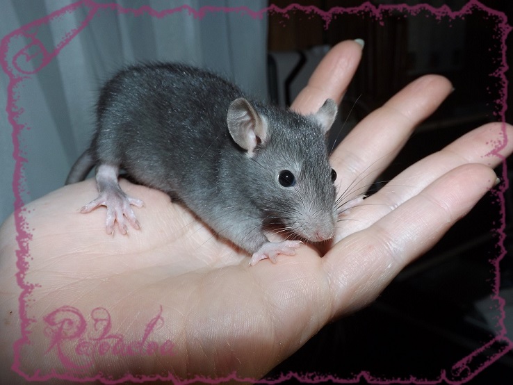 Evolution des ratons Dscf5235
