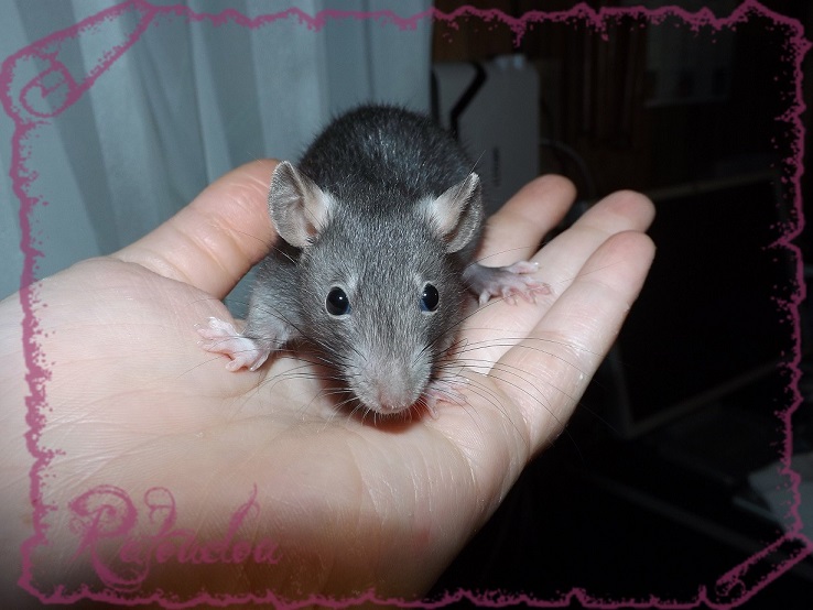 Evolution des ratons Dscf5238