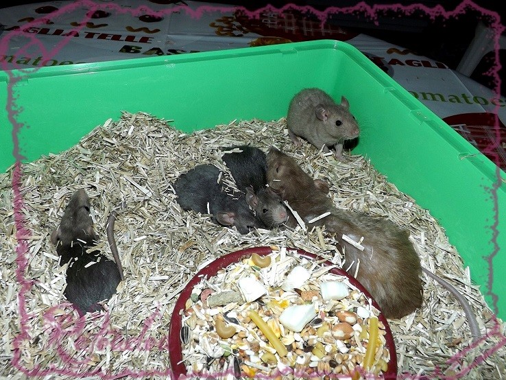 Evolution des ratons Dscf5239