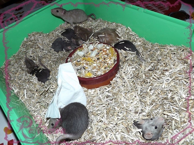 Evolution des ratons Dscf5240