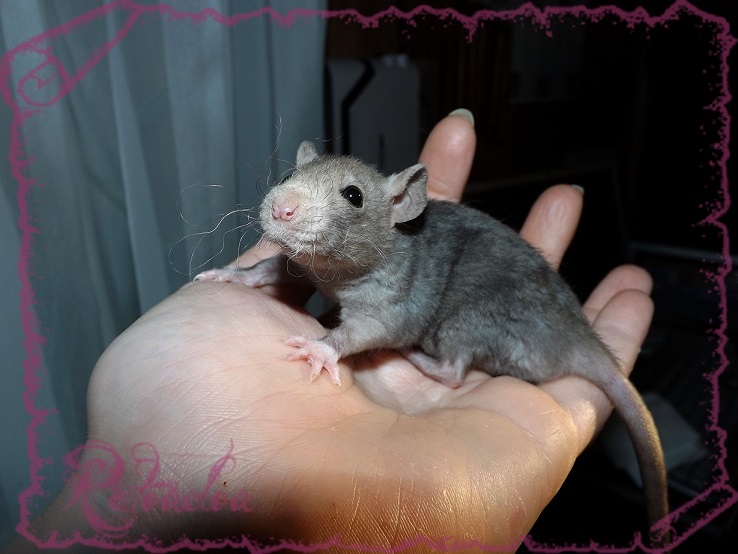 Evolution des ratons Dscf5242
