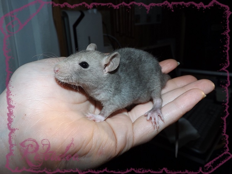 Evolution des ratons Dscf5246
