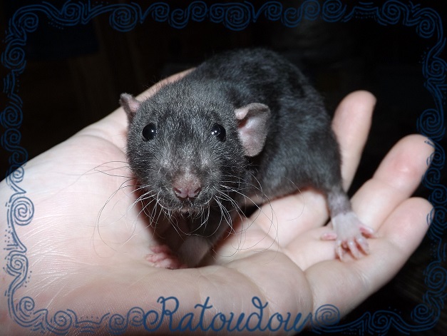 Evolution des ratons Dscf5310