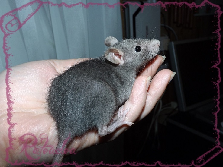 Evolution des ratons Dscf5337
