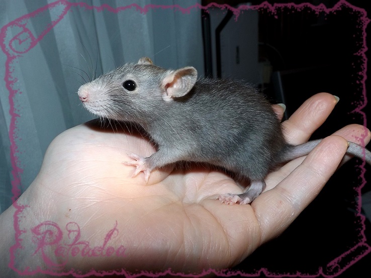 Evolution des ratons Dscf5338