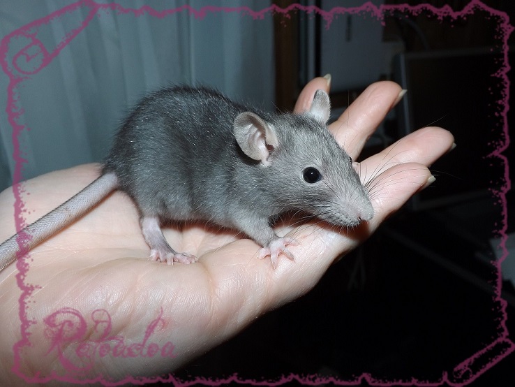 Evolution des ratons Dscf5339