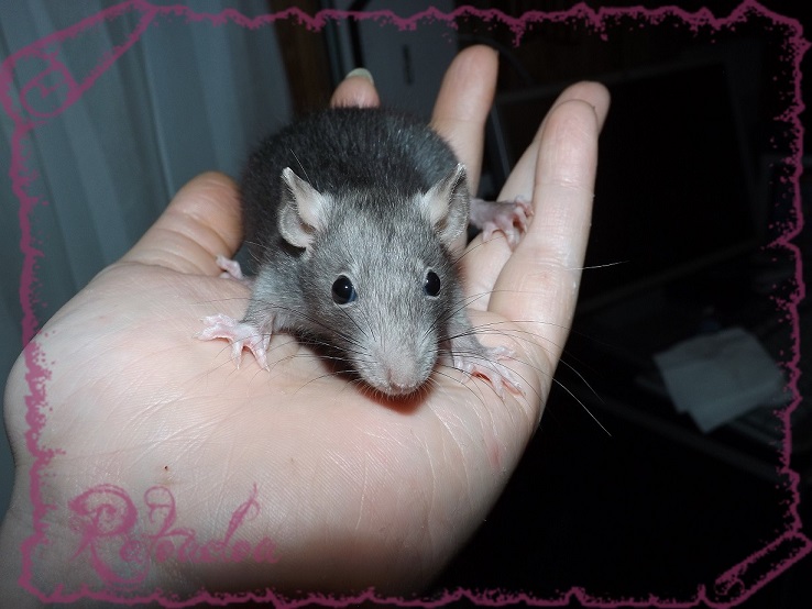 Evolution des ratons Dscf5341
