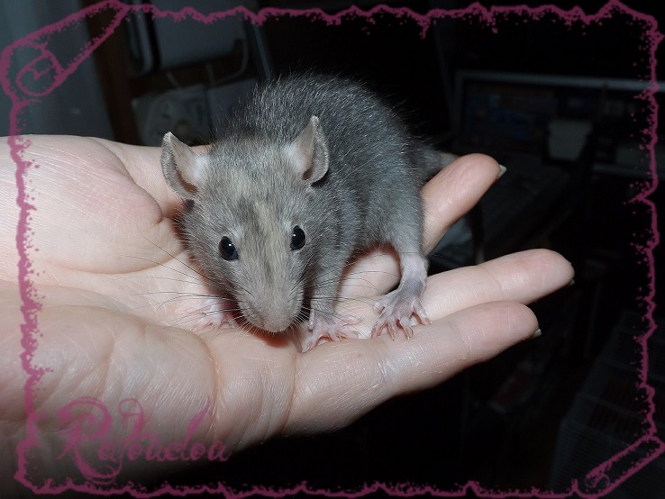 Evolution des ratons Dscf5344