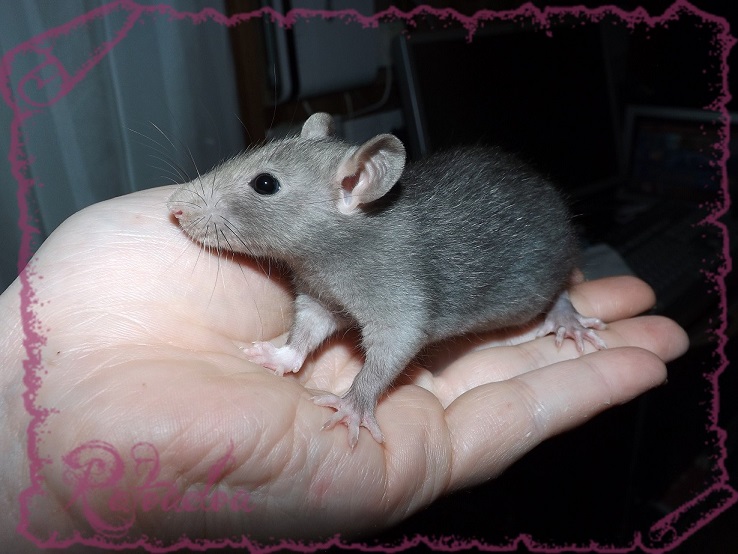 Evolution des ratons Dscf5346