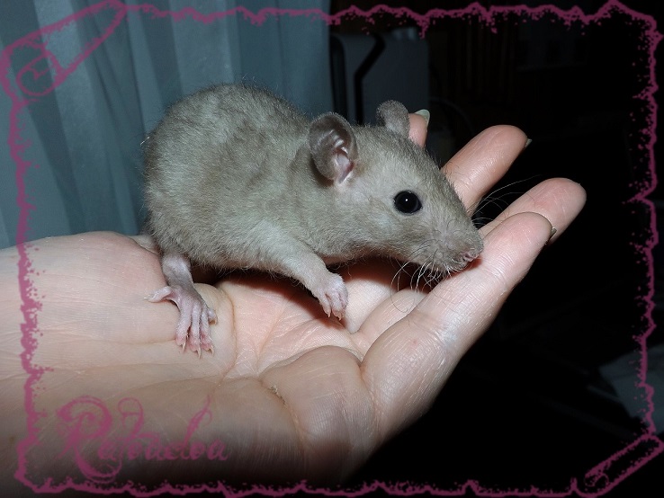 Evolution des ratons Dscf5349