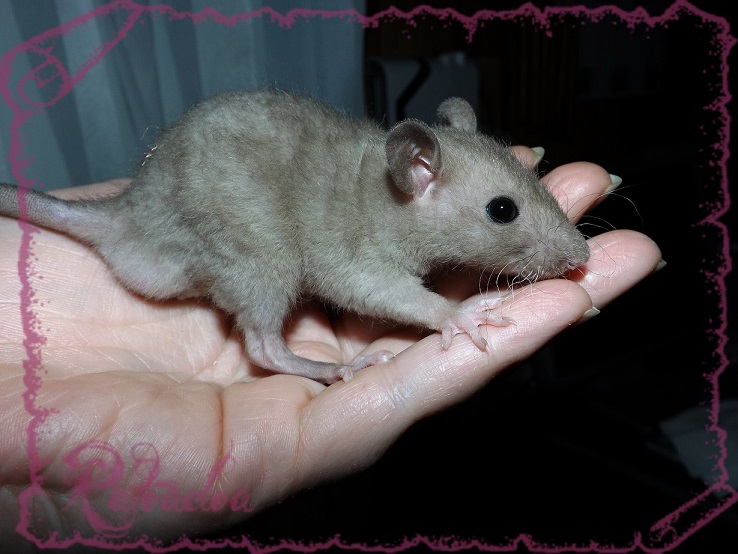 Evolution des ratons Dscf5350