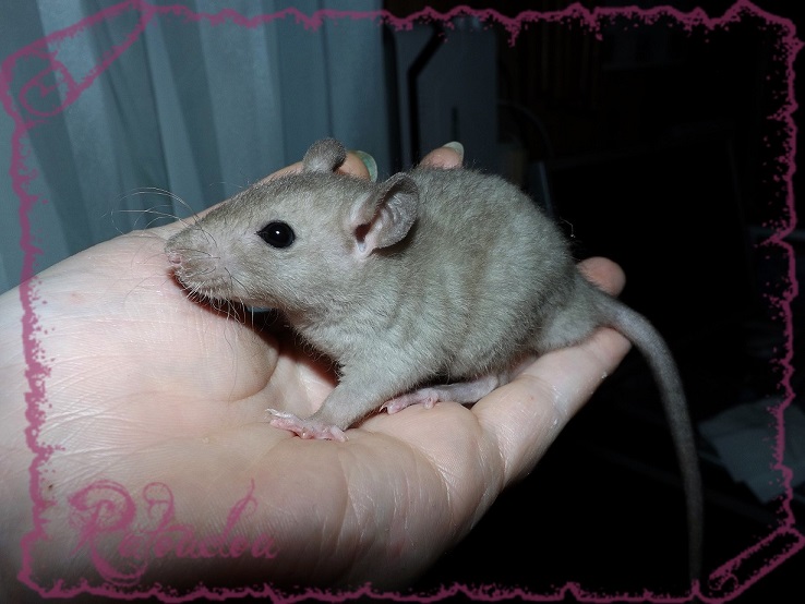 Evolution des ratons Dscf5351