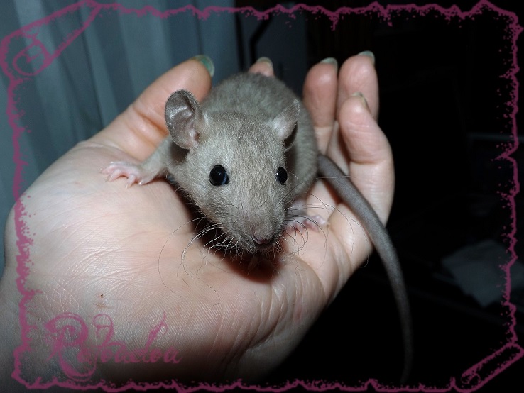 Evolution des ratons Dscf5353