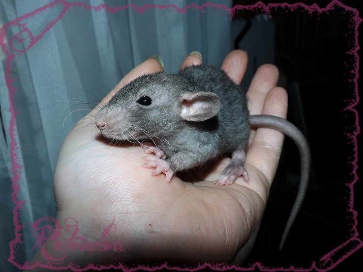 Evolution des ratons Dscf5436