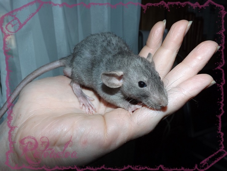 Evolution des ratons Dscf5437